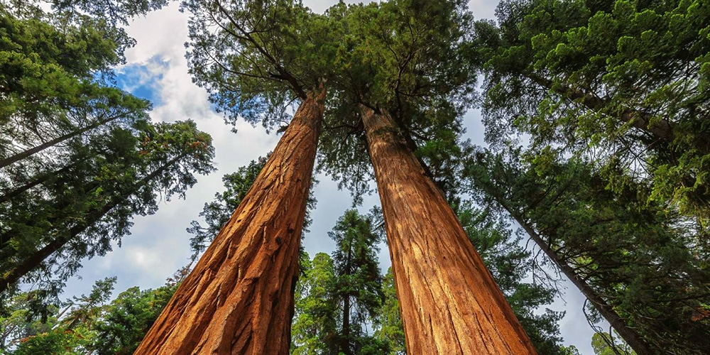 california road trip redwoods