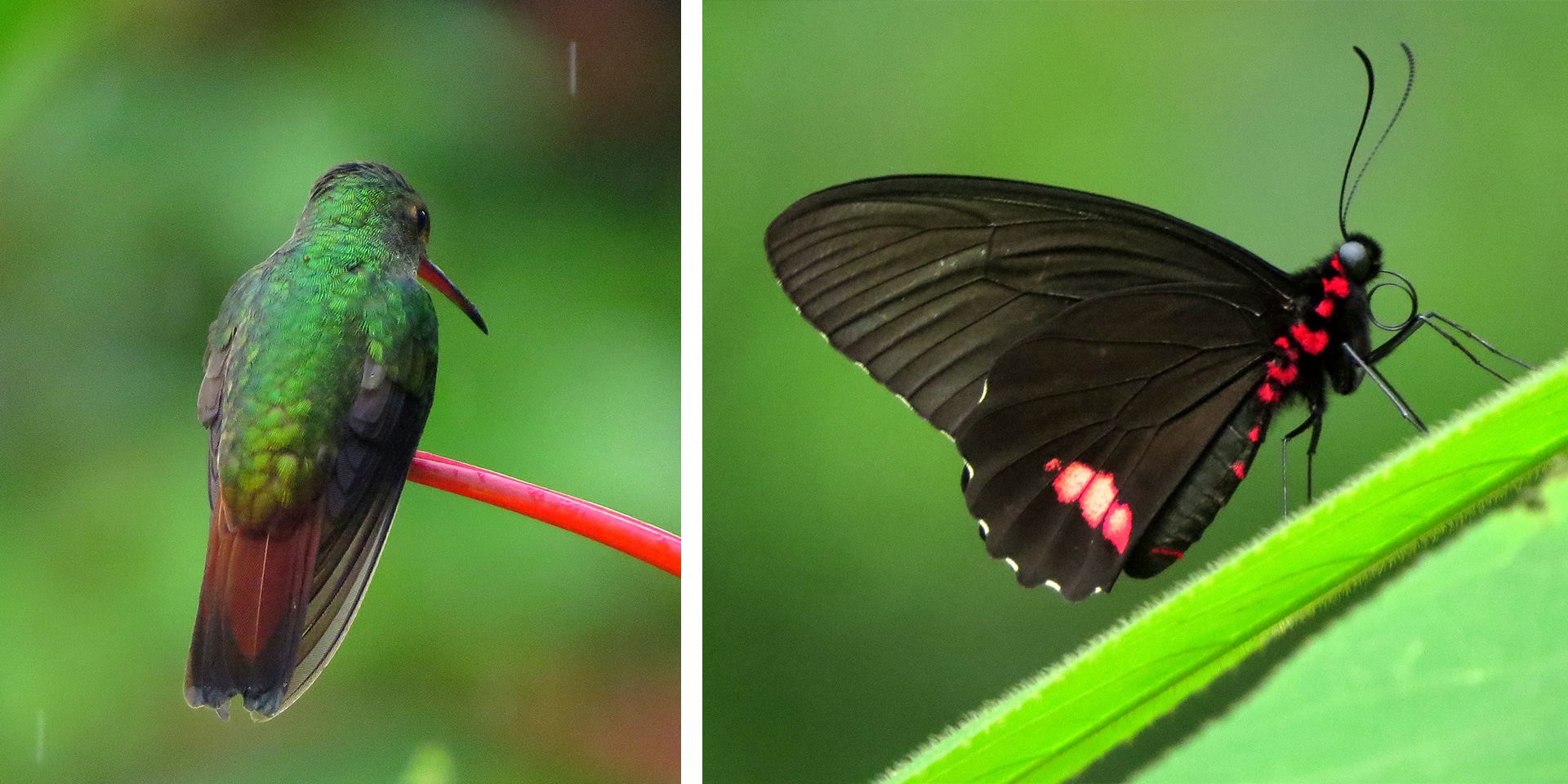 panama wildlife birds and butterflies
