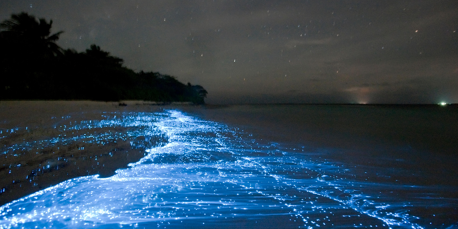 luces resplandecientes de la bahía bioluminiscente