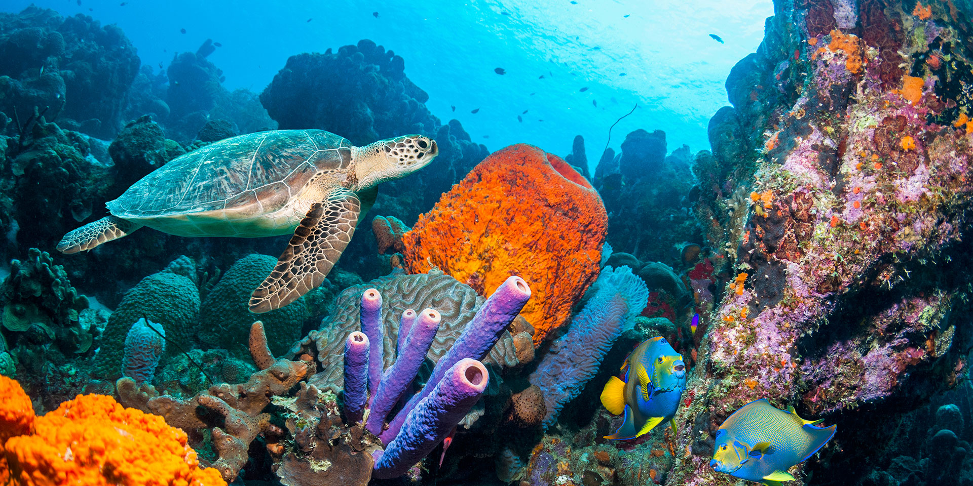 Tortugas y peces en la isla de Bonaire 