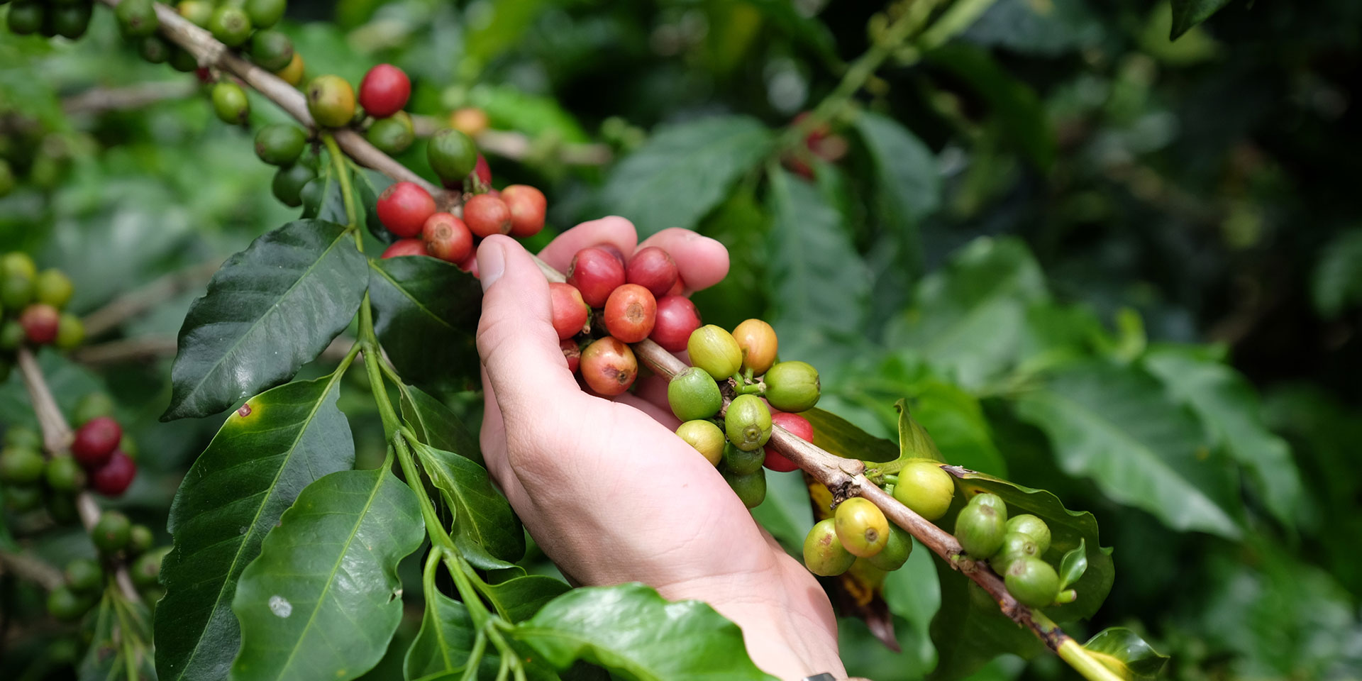 Proceso de recolección de café colombiano