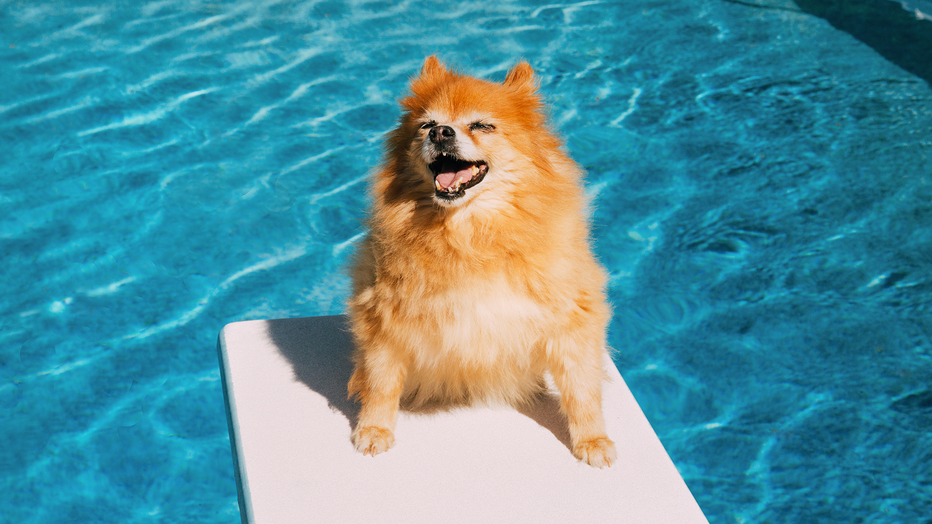 Perrito listo para meterse a la piscina