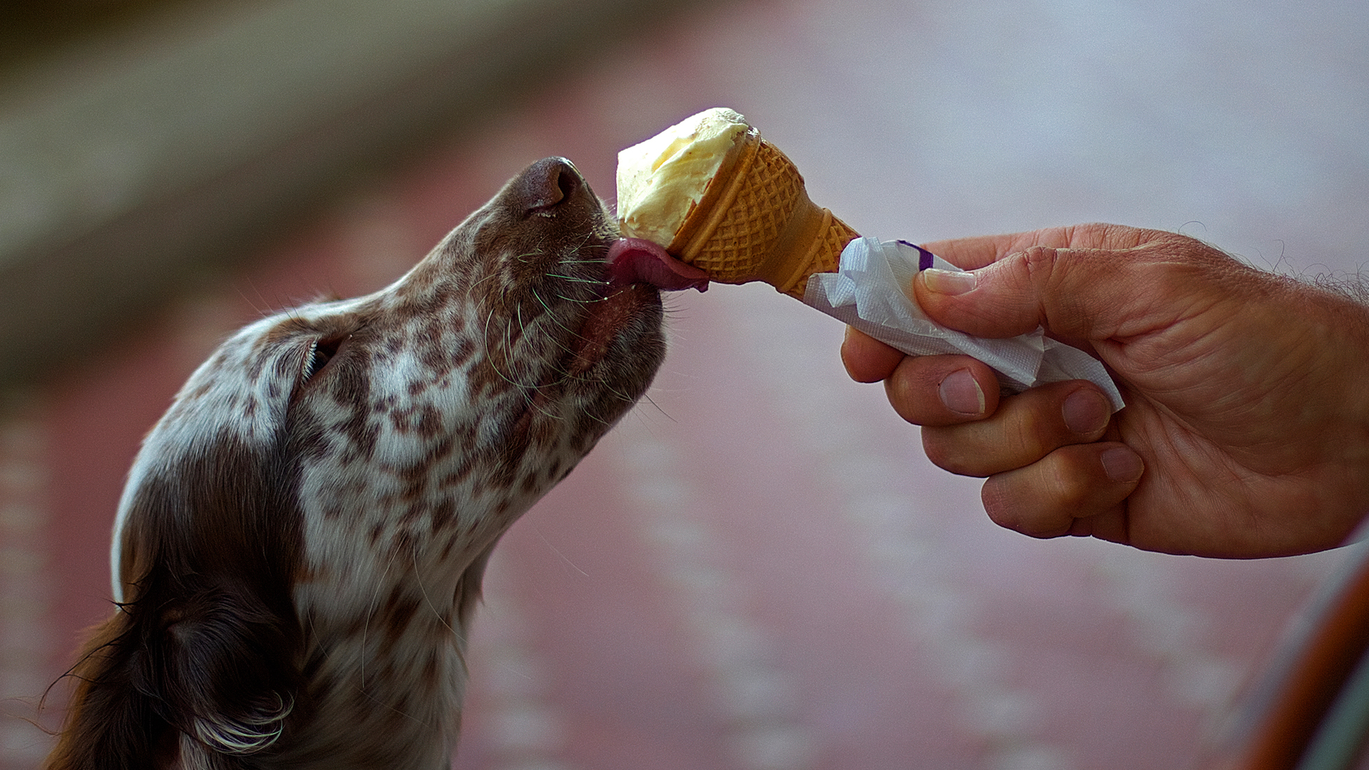 Perrito comiendo helado 