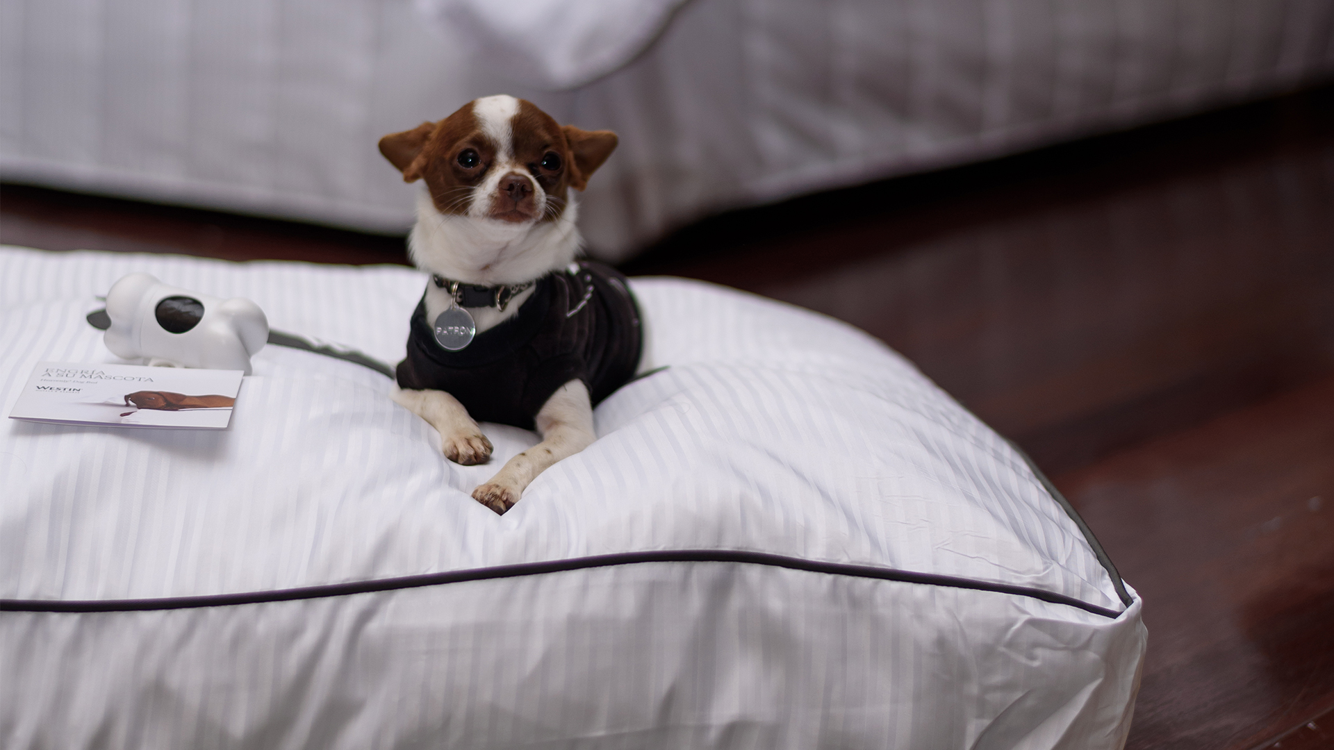 Chihuahua descansando en su cama