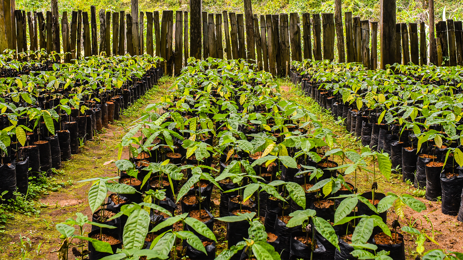Árboles de cacao recien plantados