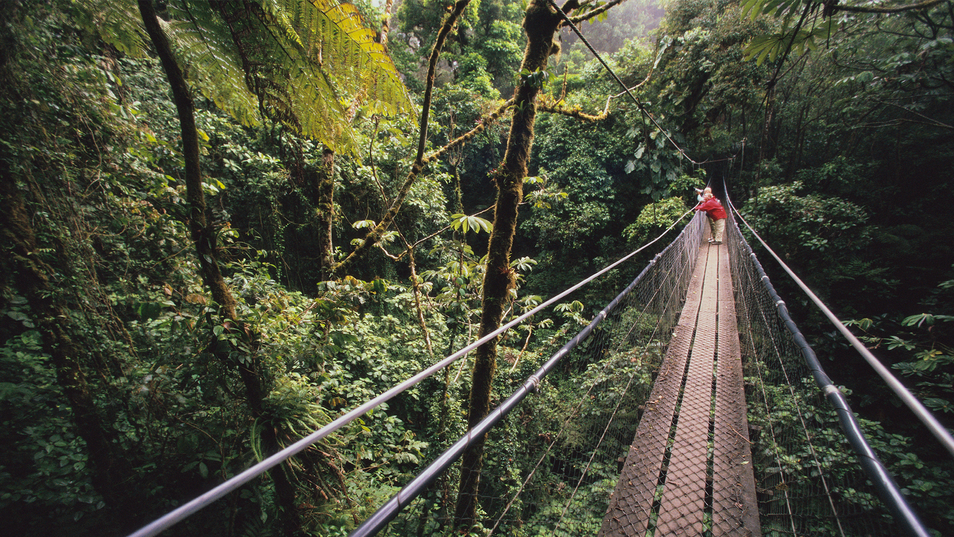 Puente colgante en medio del Bosque Nuboso Monteverde