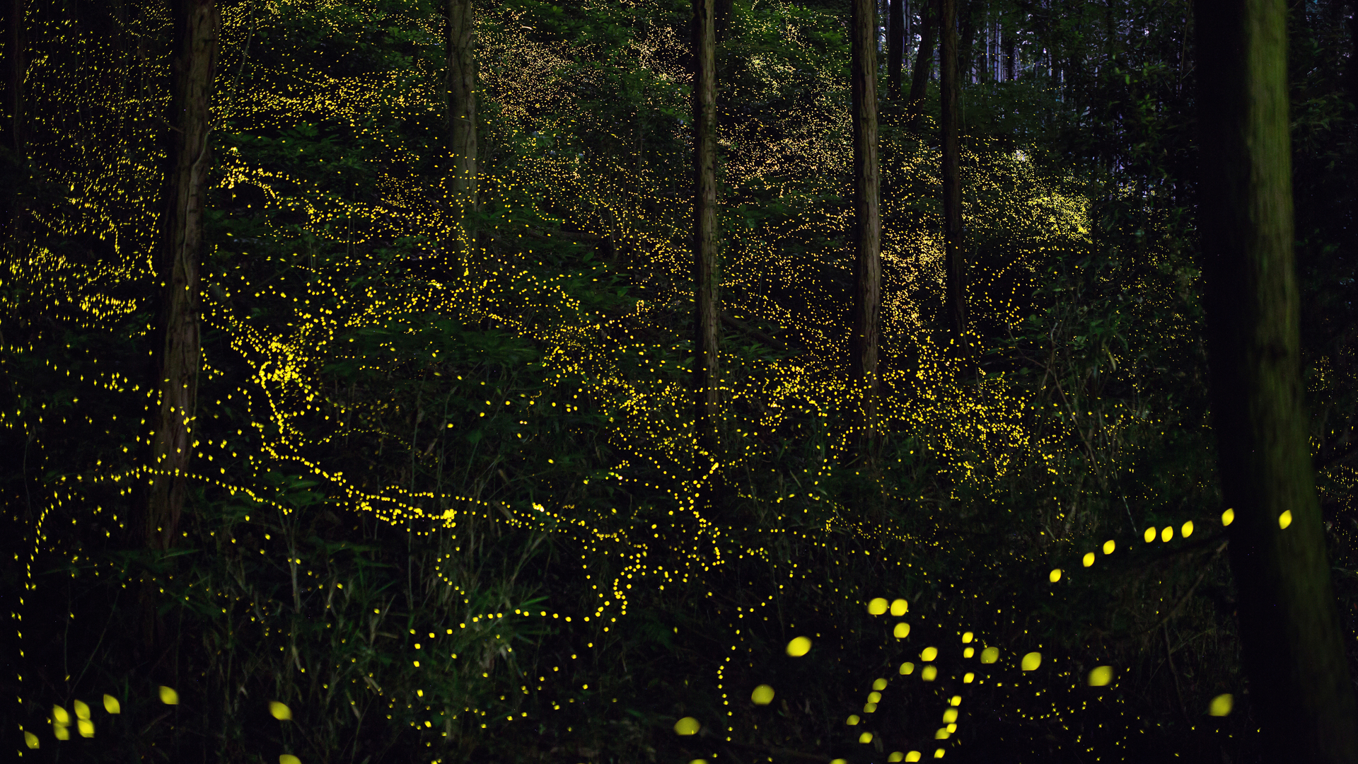 Miles de luciérnagas en el bosque