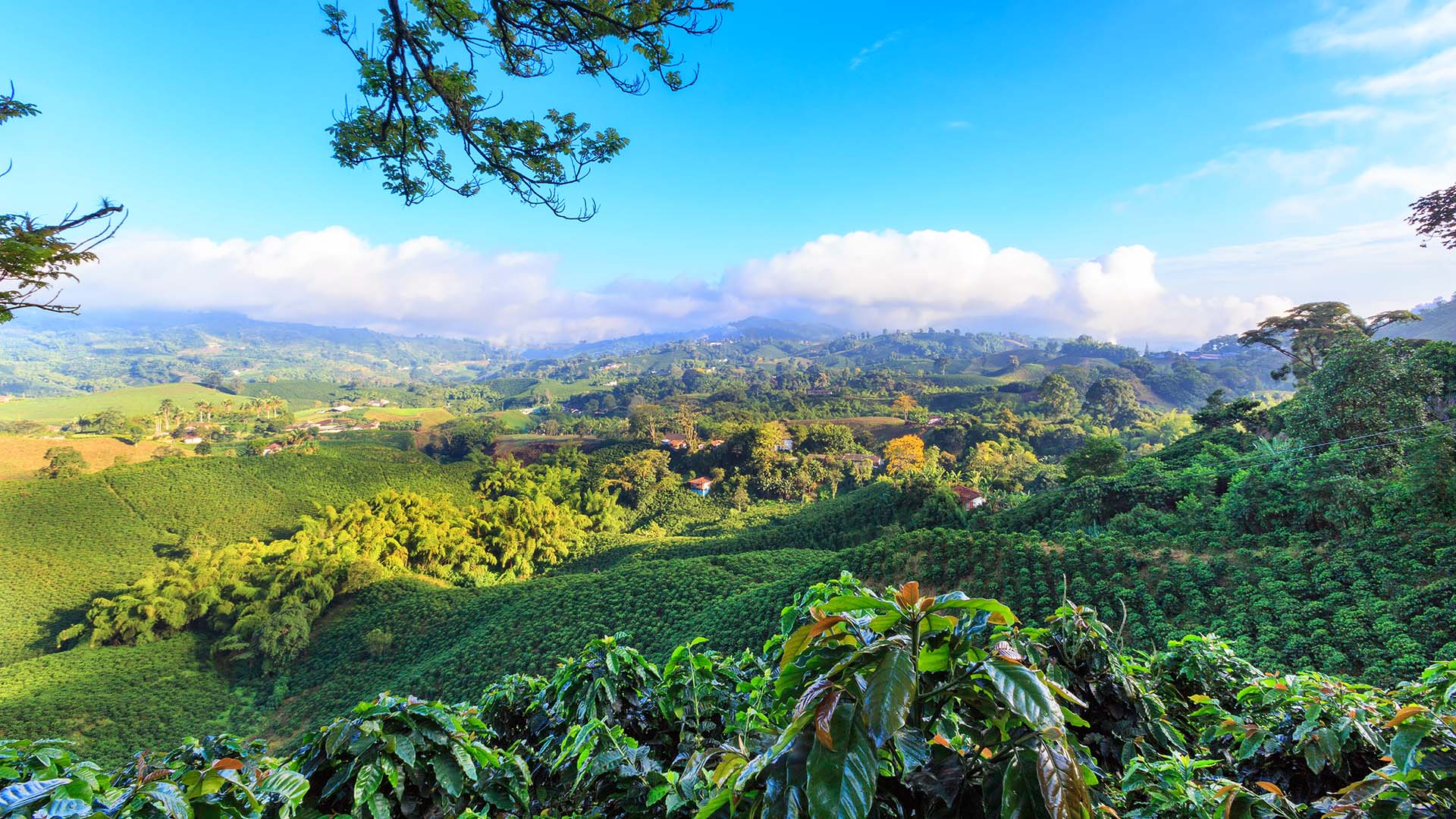 Plantas de café en las montañas de Colombia