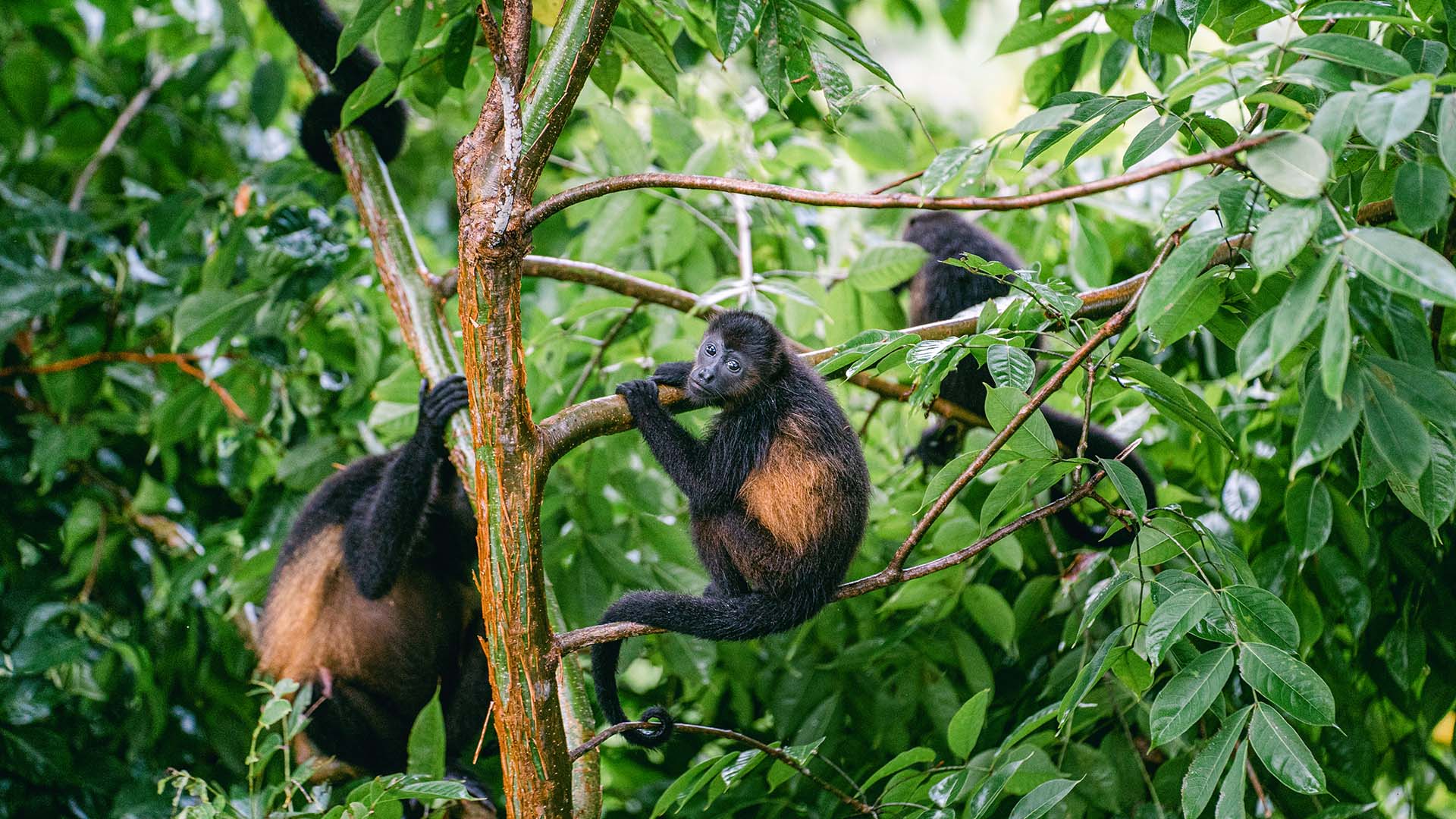 Monos aulladores en su habitat natural
