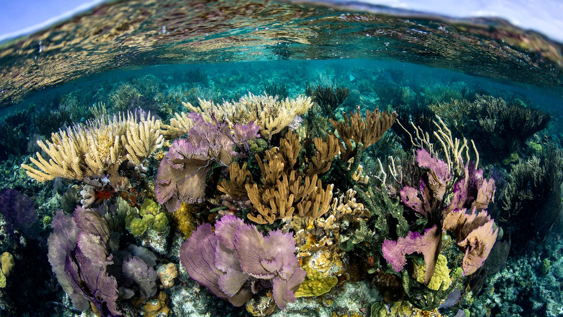 Arrecife de corales en Belice