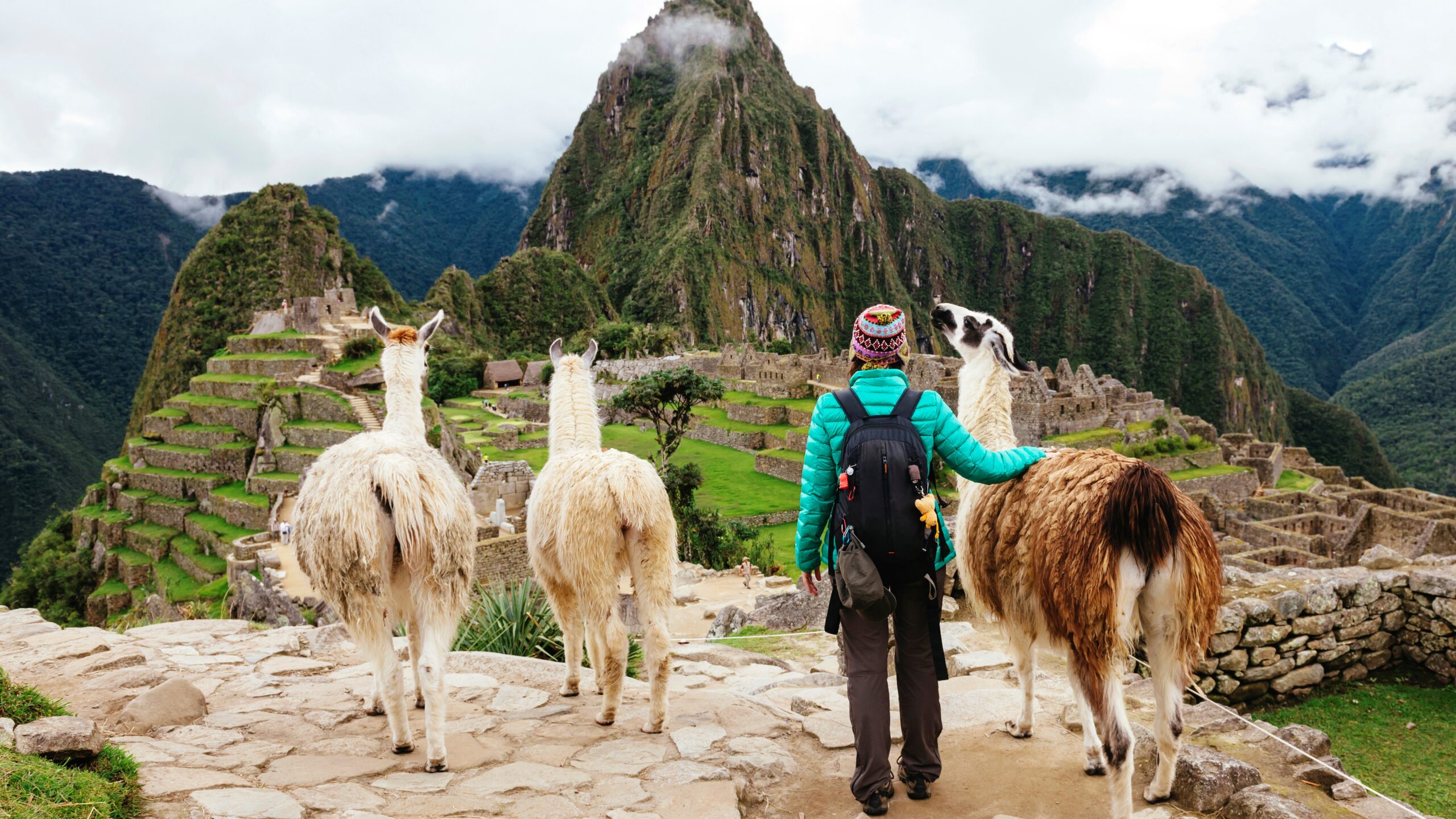 Llamas en Machu Picchu