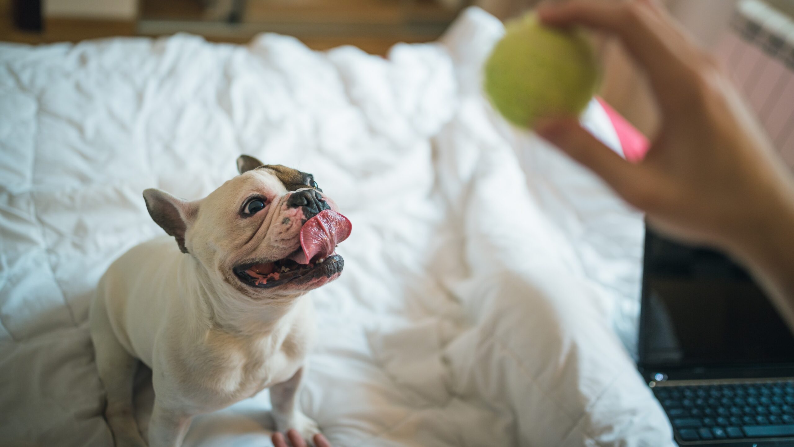 Conoce lugares para viajar con tu mascota en Latinoamérica