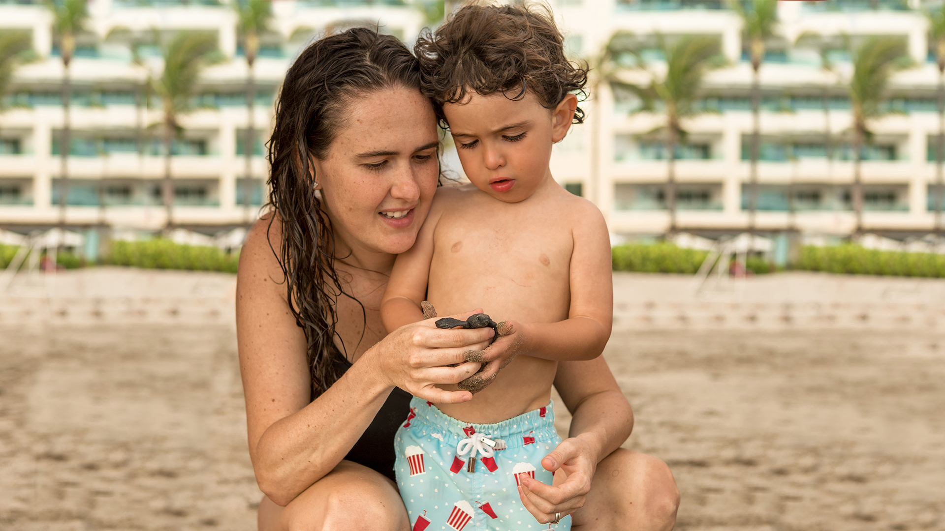 Disfruta de las tortugas recién nacidas 