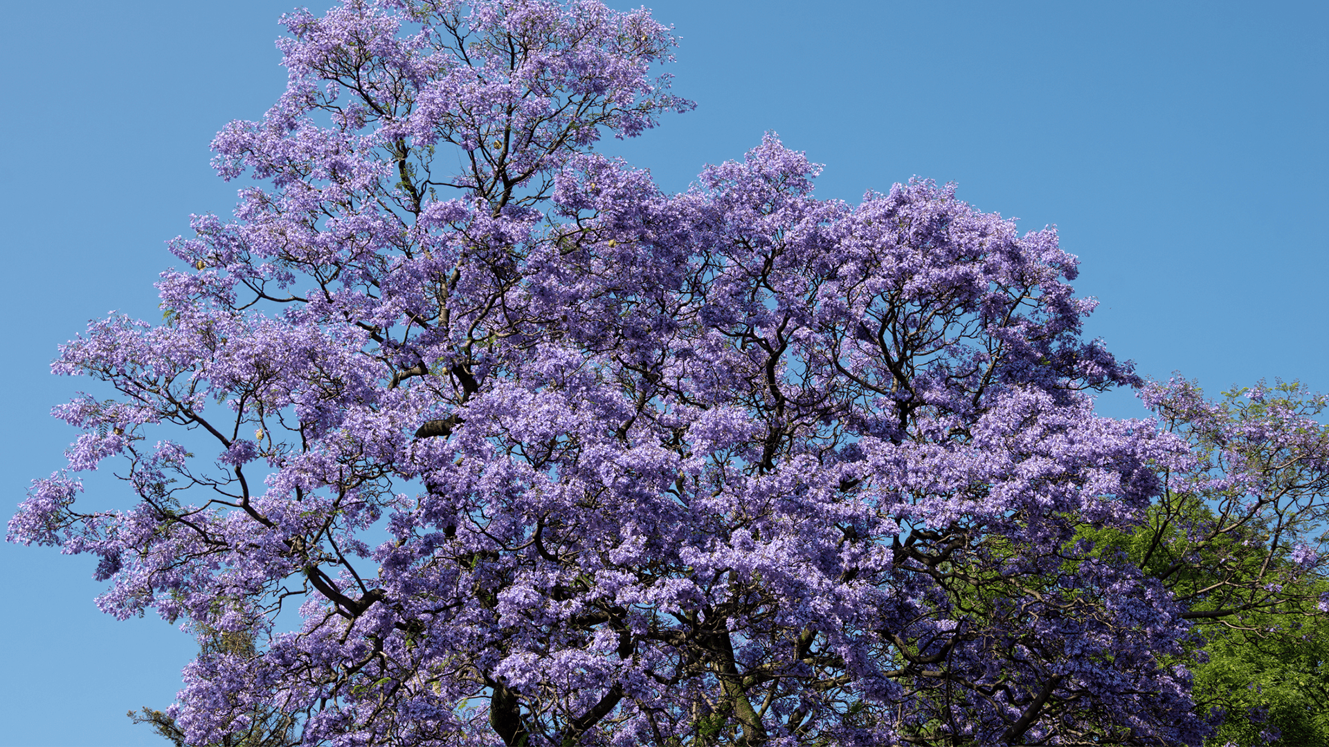 Árbol de jacarandas en plena foración en uno de los víveros en Ciudad de México