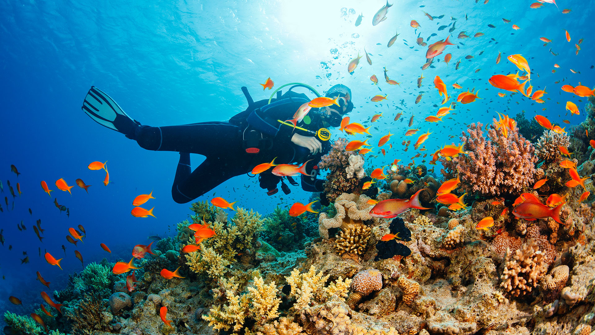 Buceando sobre los arrecifes en las costas del este en Puerto Rico