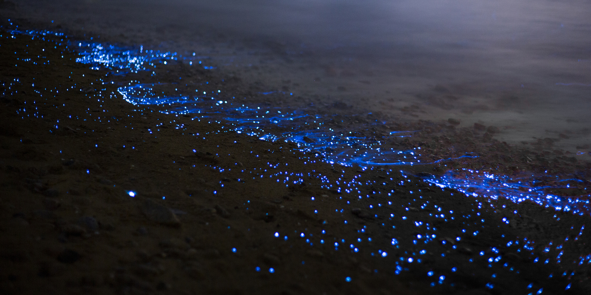 bioluminiscencia