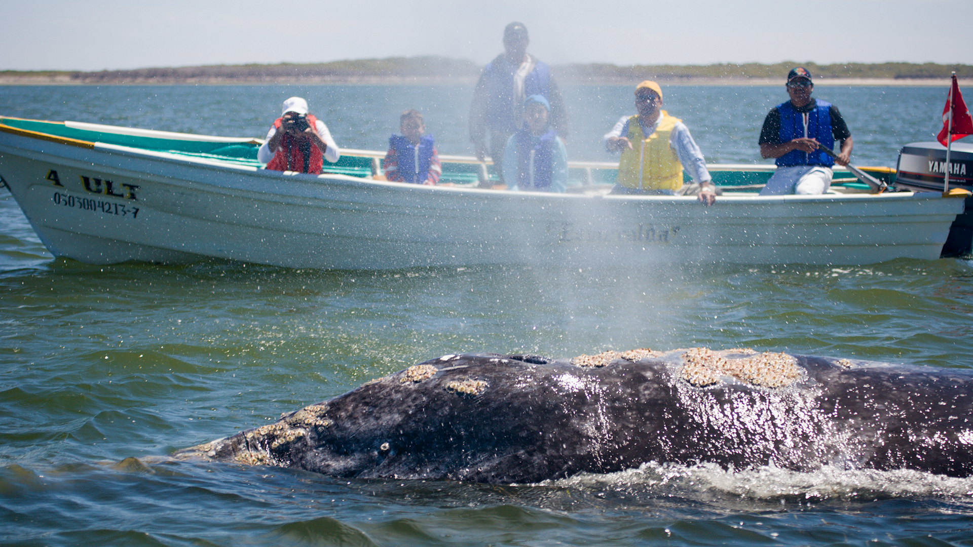 Avistamiento de el tiburón ballena