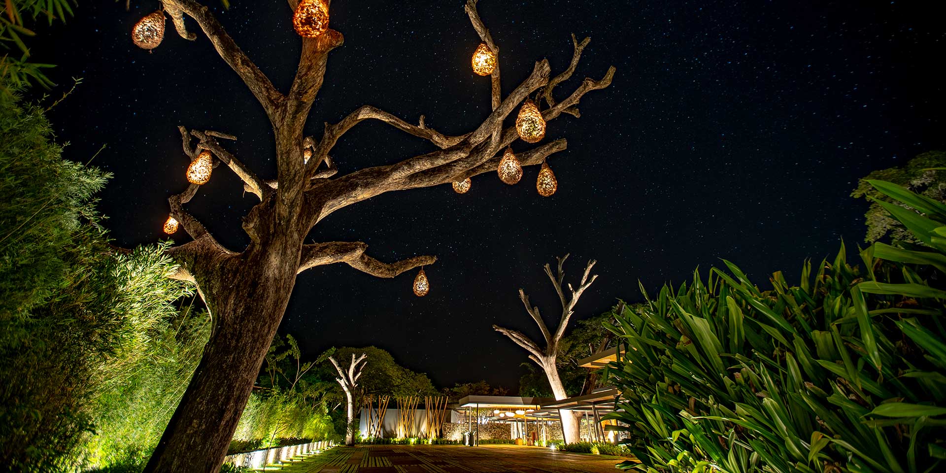 Cielo estrellado en el Mangroove