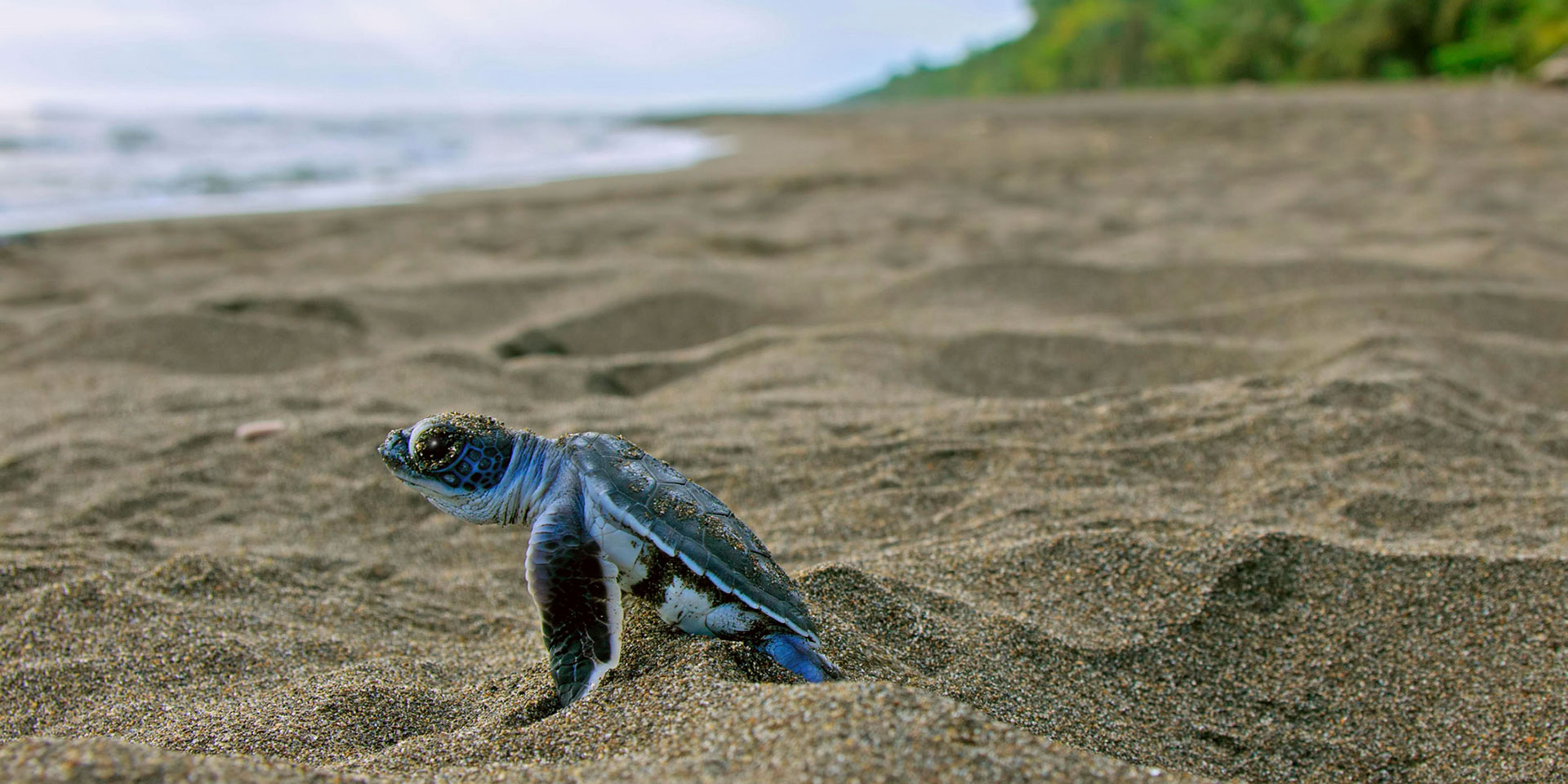 Tortuga recién nacida a la orilla de la playa en el Golfo de Papagayo