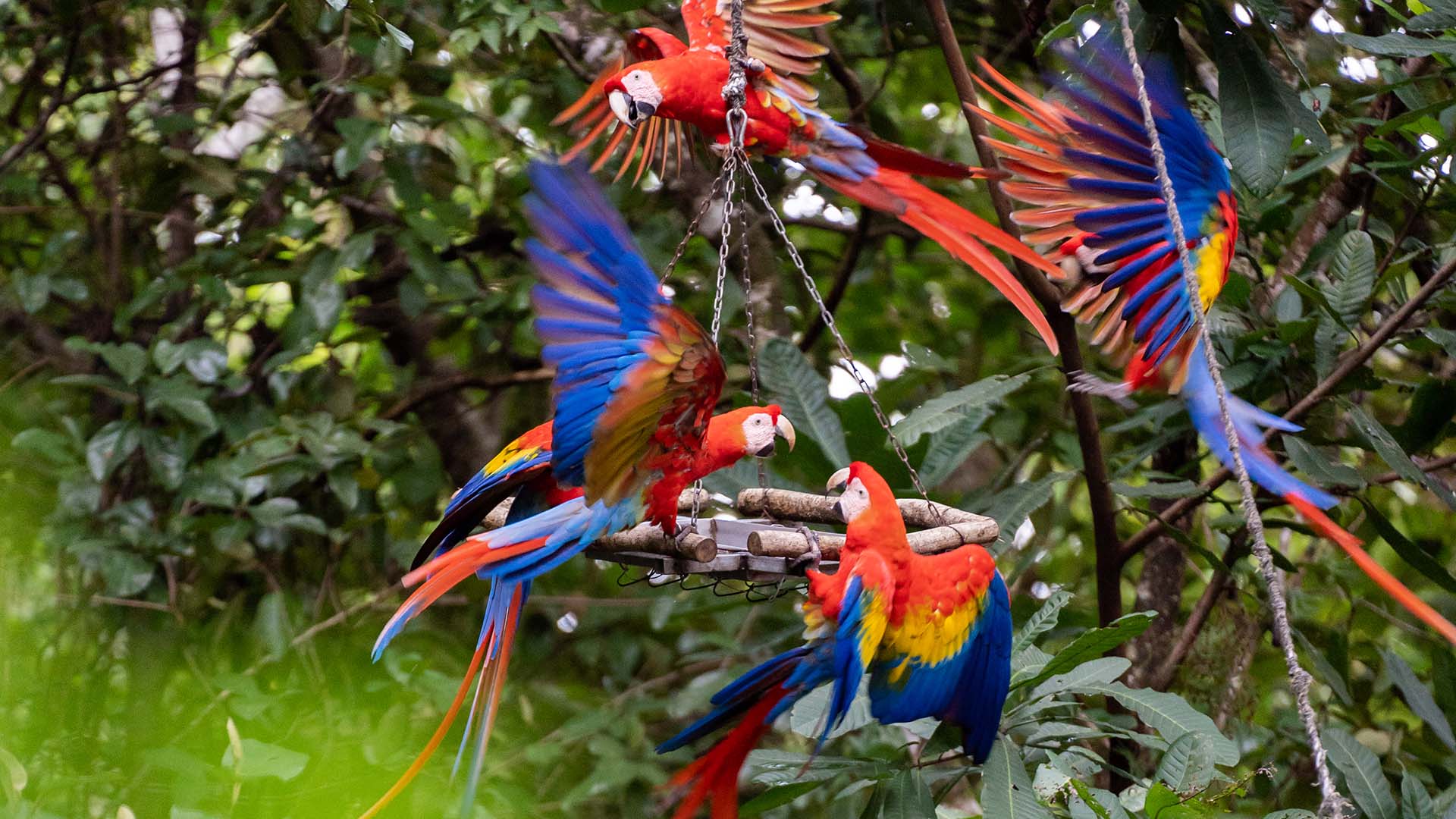 Guacamayas libres por la Islita