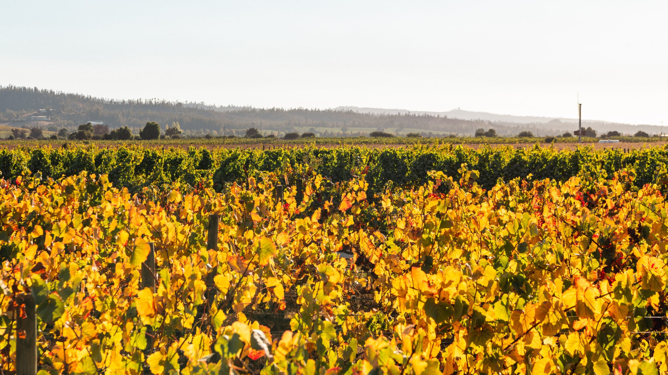 Viñedo Casas del Bosque