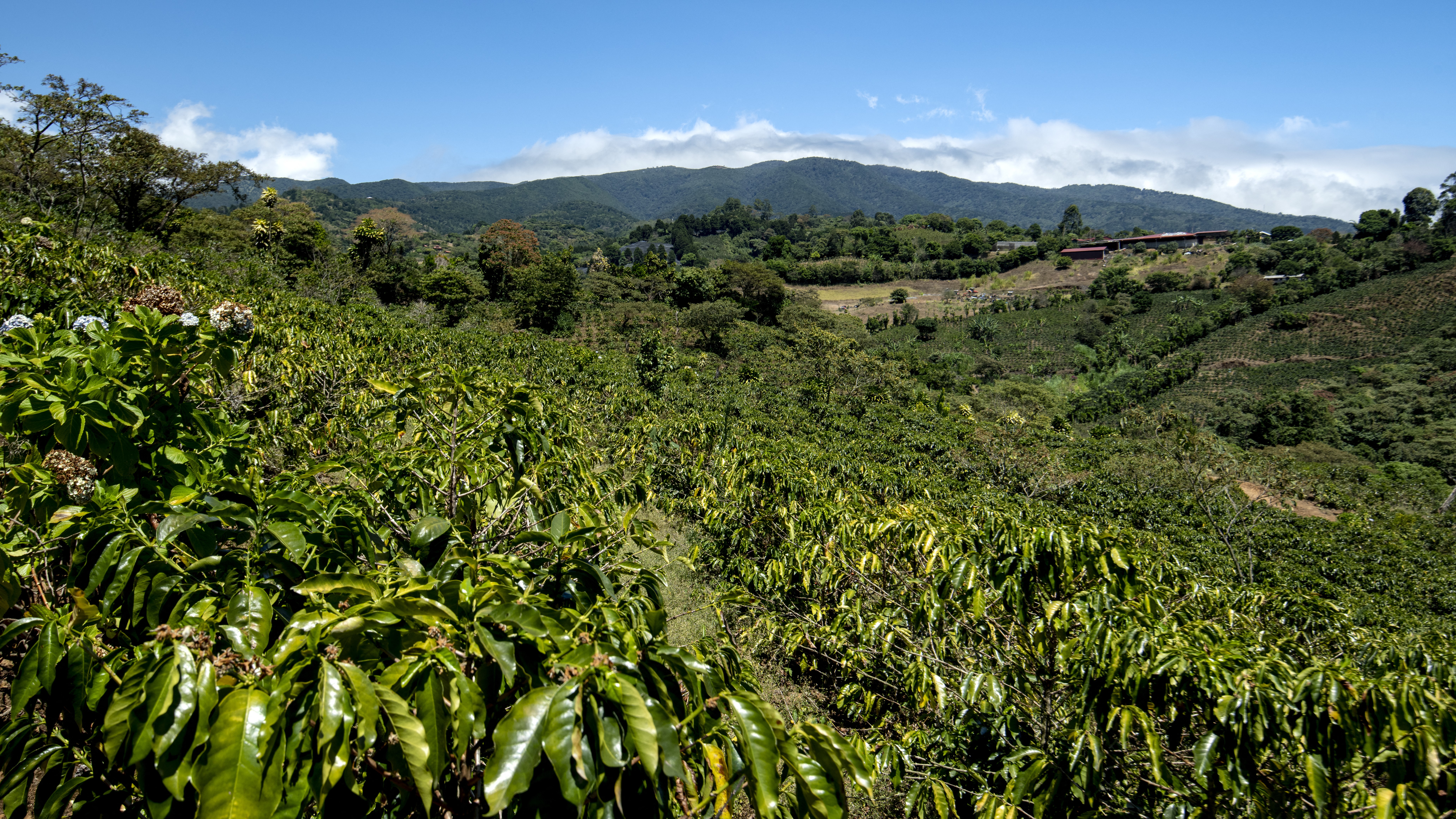 Cafetalera de Alajuela