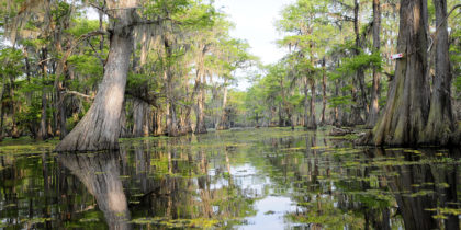 swamp tours in louisiana