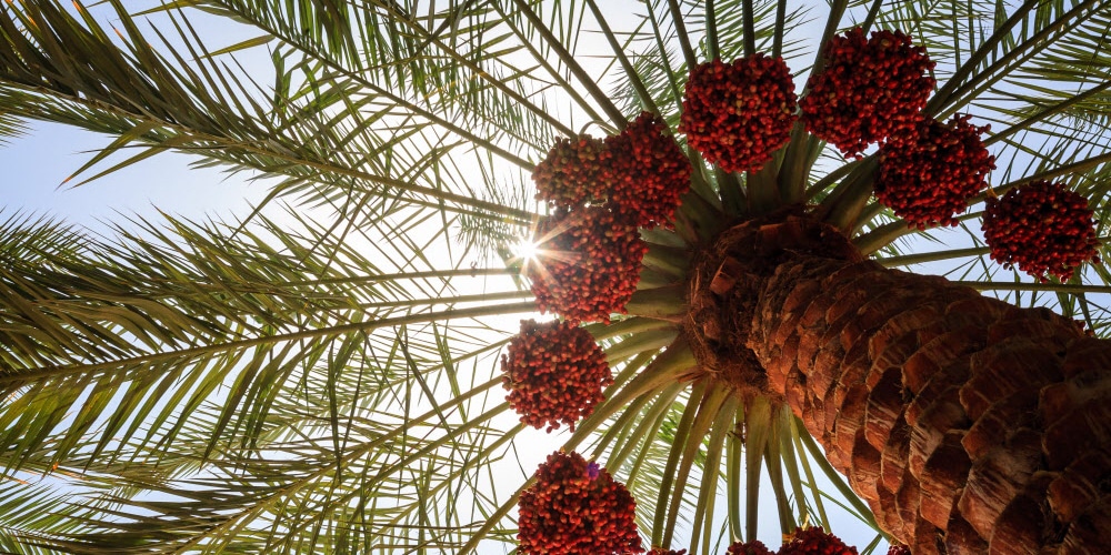 Palm tree in Al Ain.