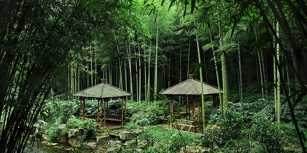 Anji Bamboo Forest