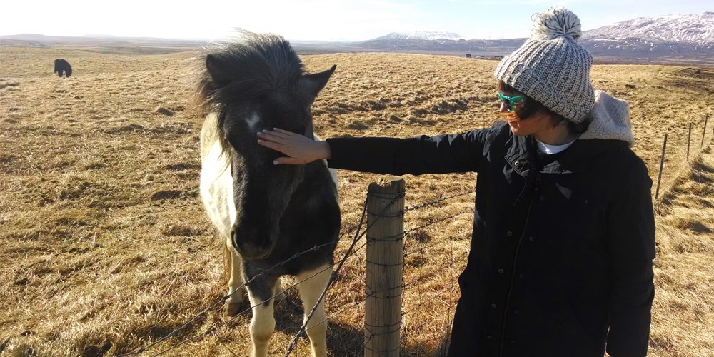icelandic horse things to do in iceland