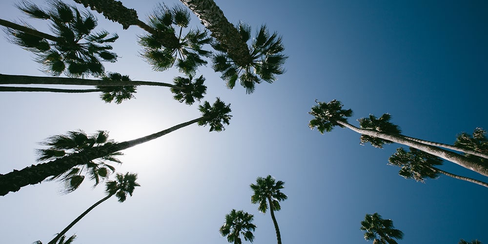 pictures of santa monica palm trees