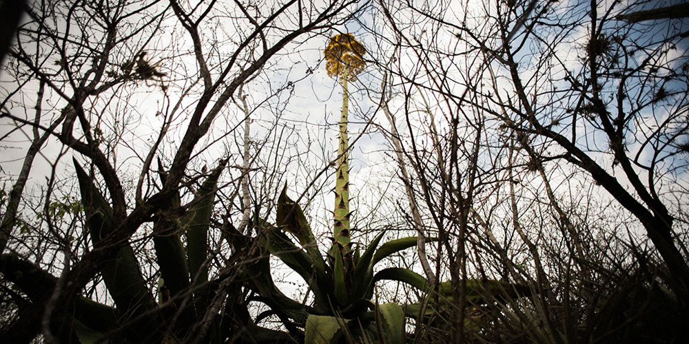 mezcal tall agave flower