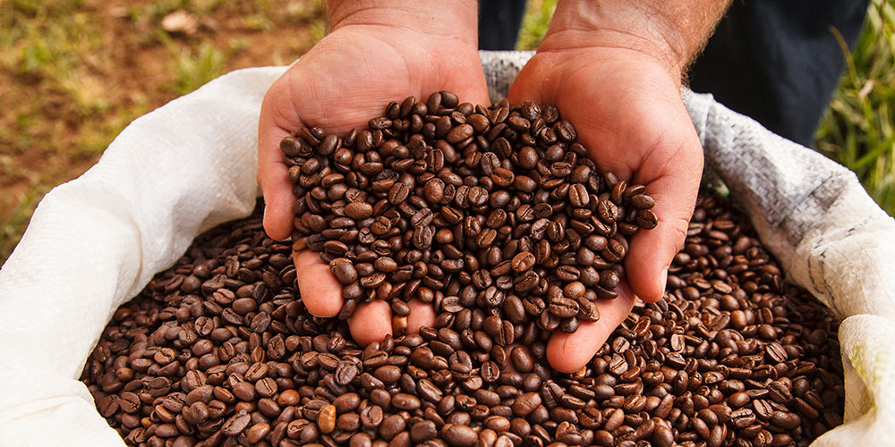 Get the Ultimate Java Fix on a Costa Rica Coffee Plantation Tour