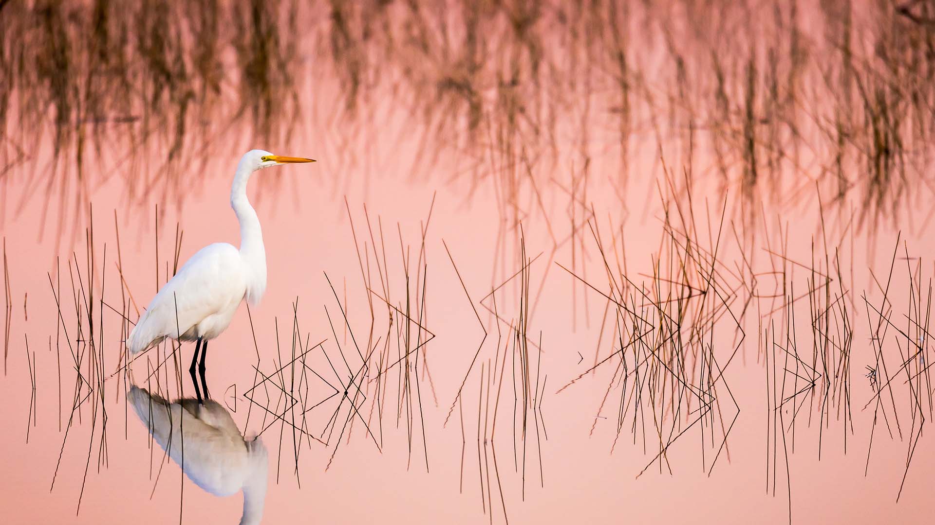 great egret, everglades national park