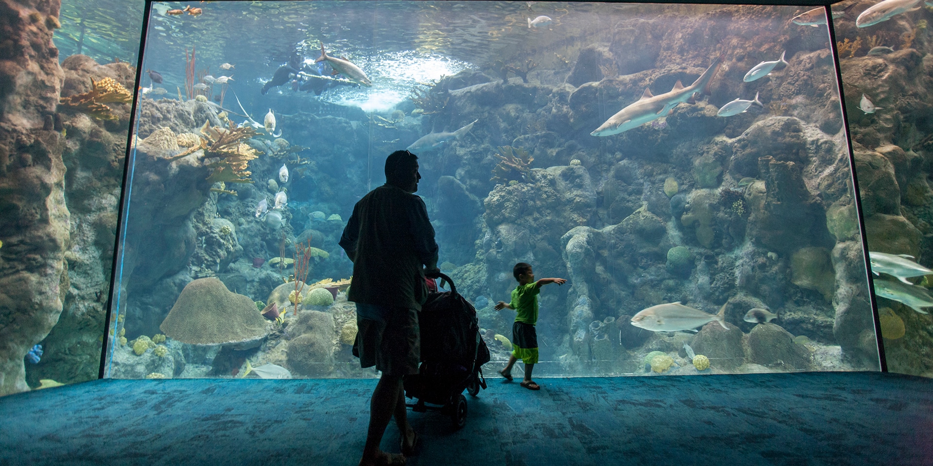 Tampa aquarium
