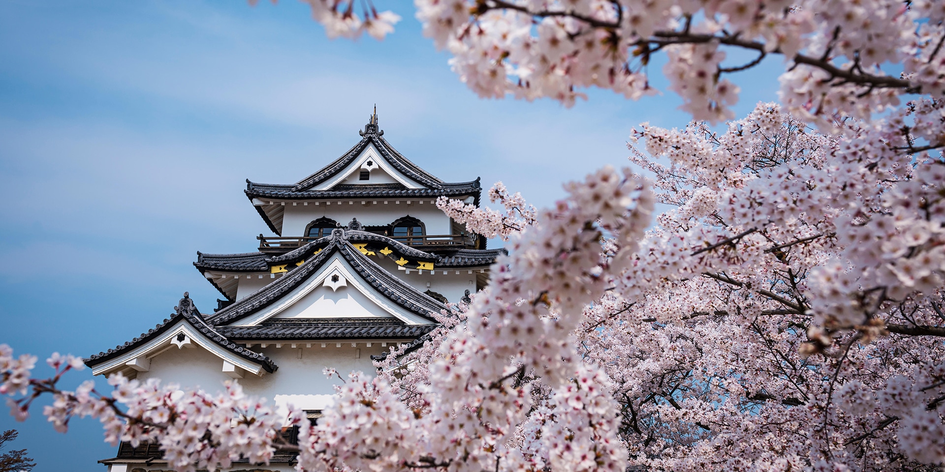 Japanese cherry blossoms.