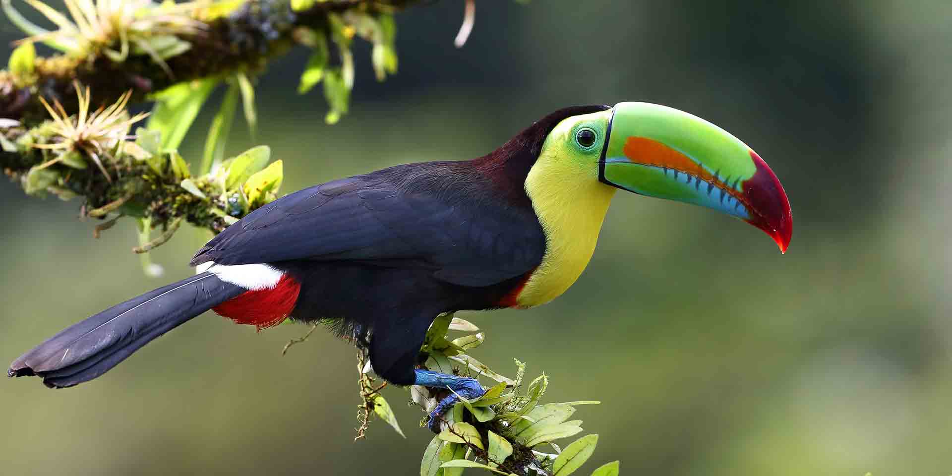 Where to Get Close to Animals in Costa Rica | Marriott Traveler