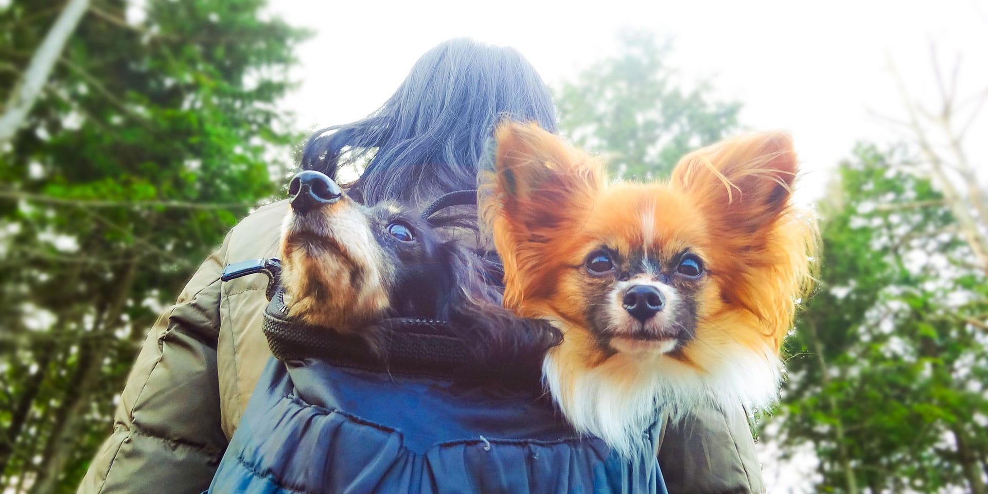 Why Leave Your Four-Legged Friend Behind? These Japan Getaways Are Perfect for Pups