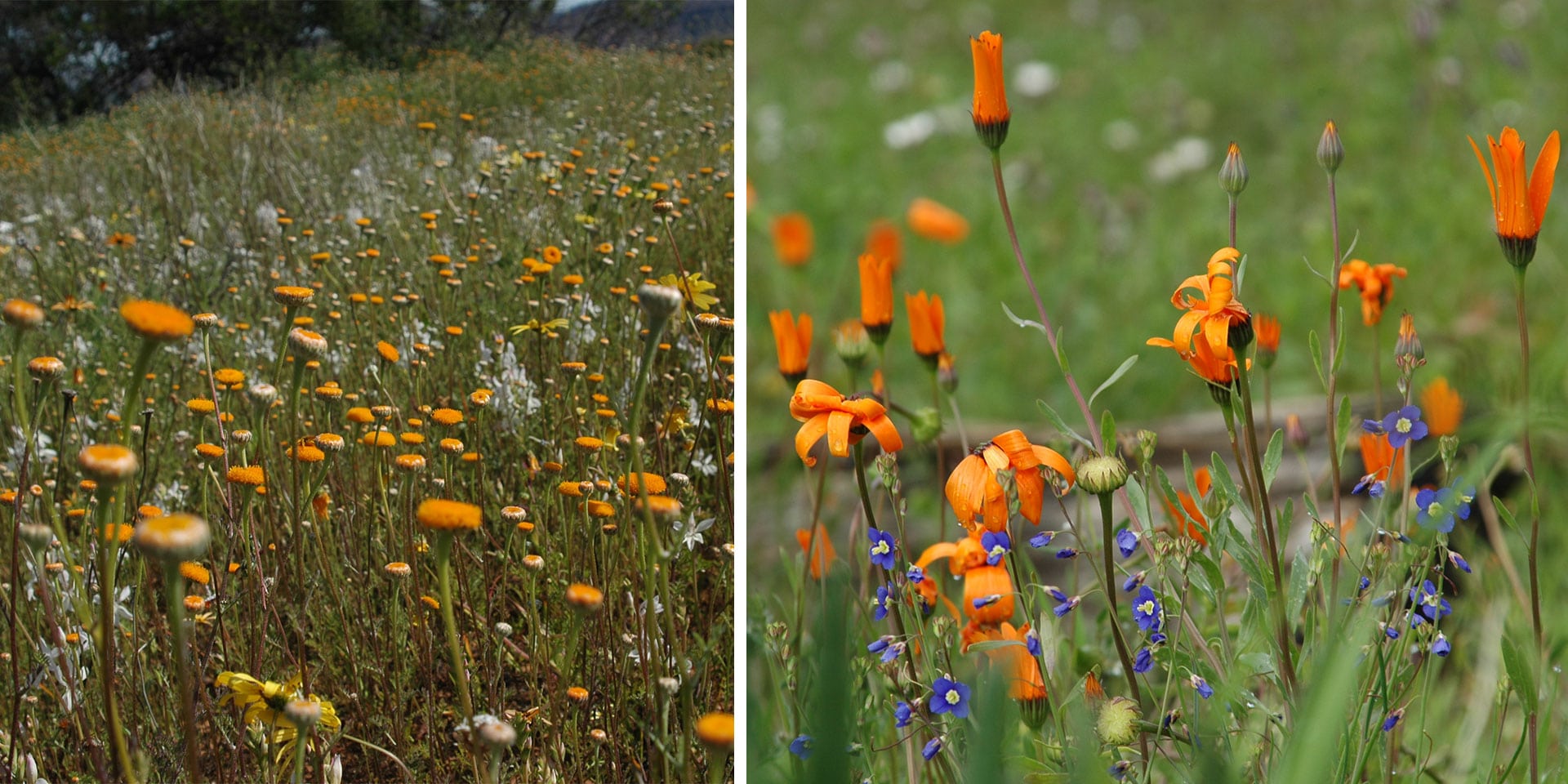 5 of the Blooming Best Places to See Wildflowers in The Western Cape