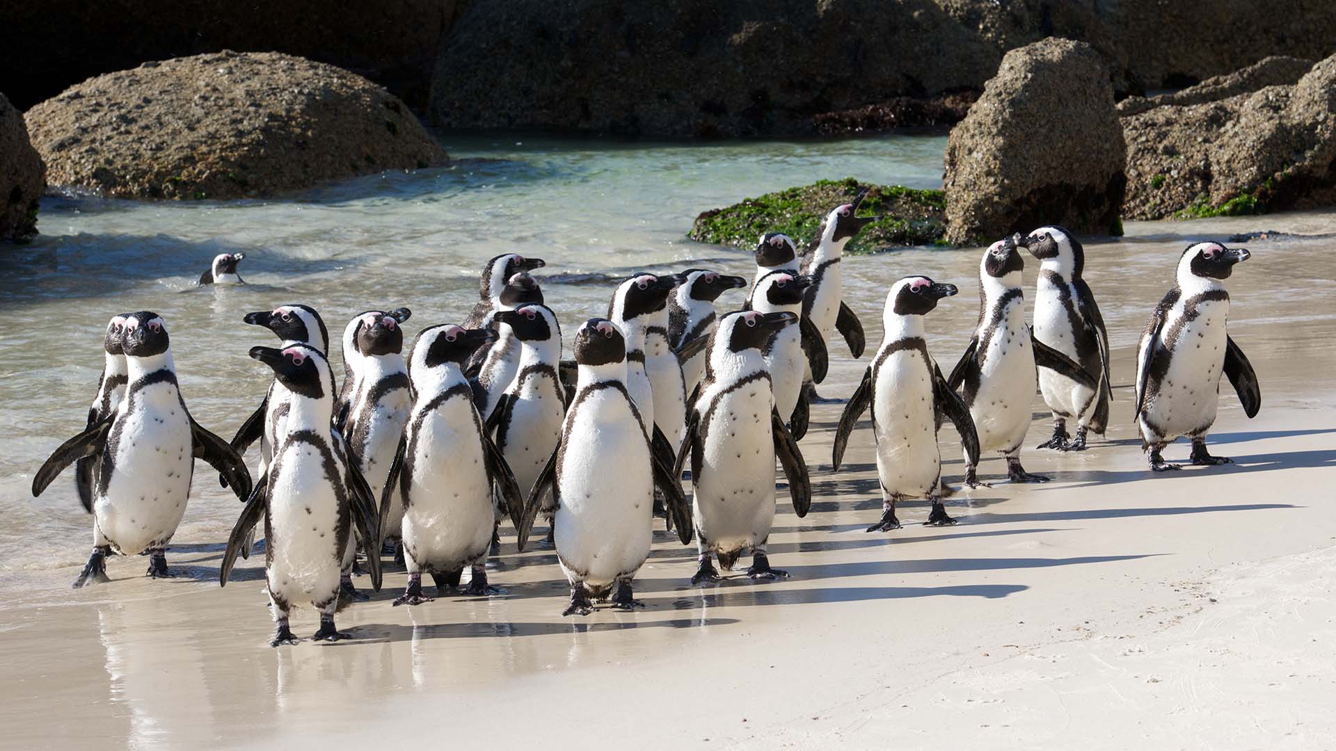 African penguins crowded together at Boulder's beach.