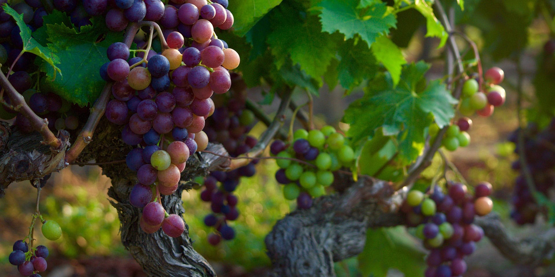 Terroir Talk: Meet Greece’s New Generation of Wine Producers