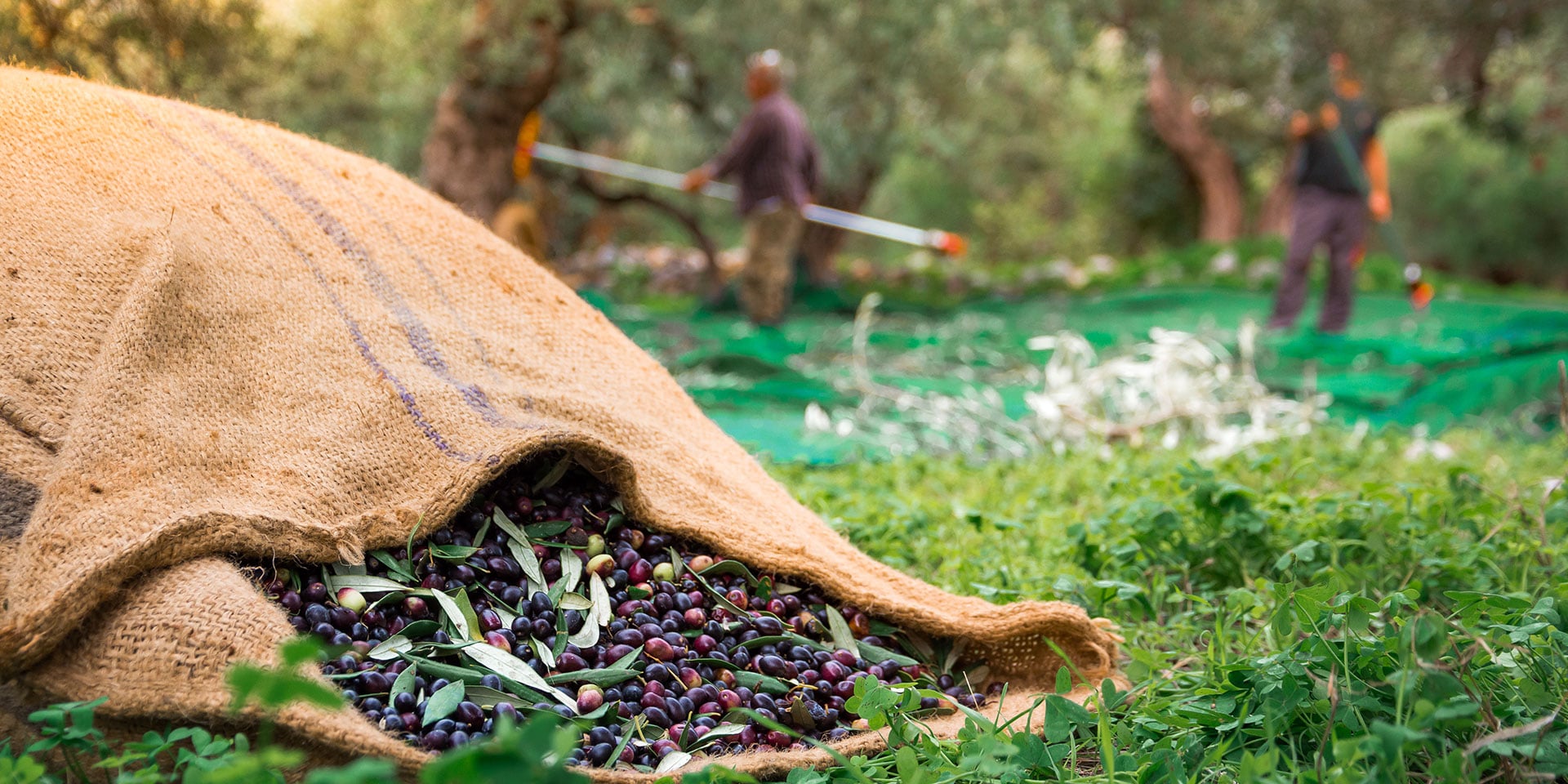 Celebrate the Traditional Olive Harvest in Greece