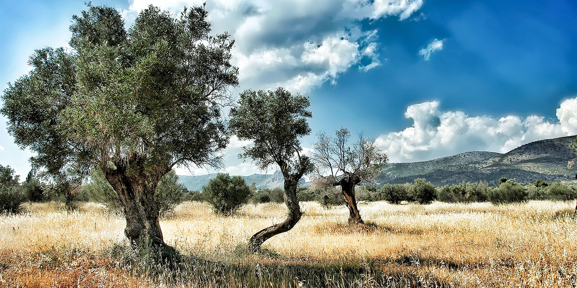 greek olive harvest