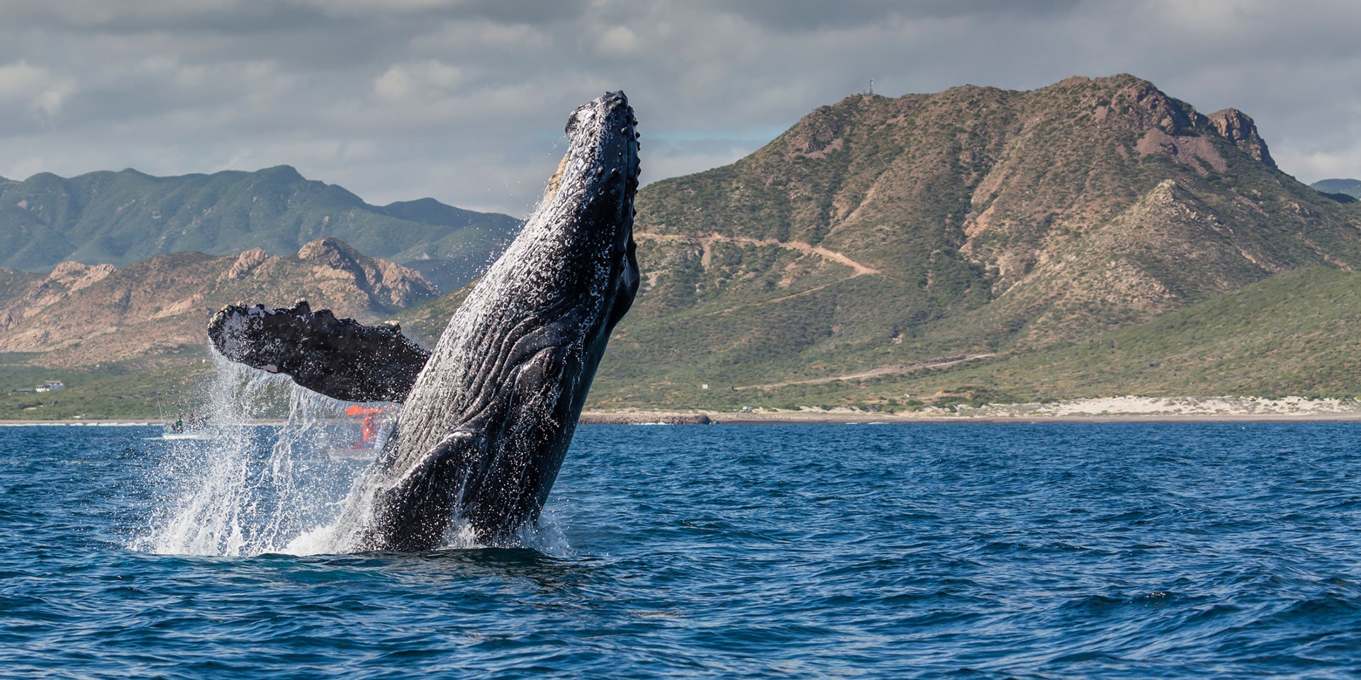 Whale Concerts and Art-to-Table dining? Unique Experiences to Try in Los Cabos