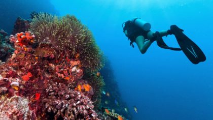Scuba diver swimming over coral in the Maldives.