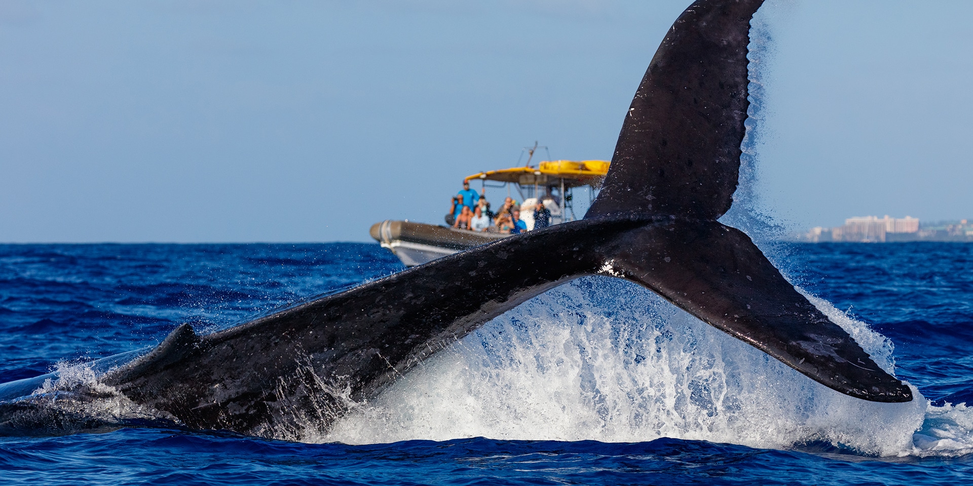It’s Not a Fluke: Hawaii Really Is the Best Place to Spot Whales