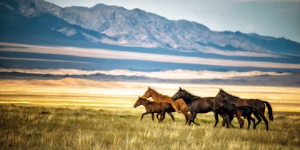 horses in the kazakhstan wilderness
