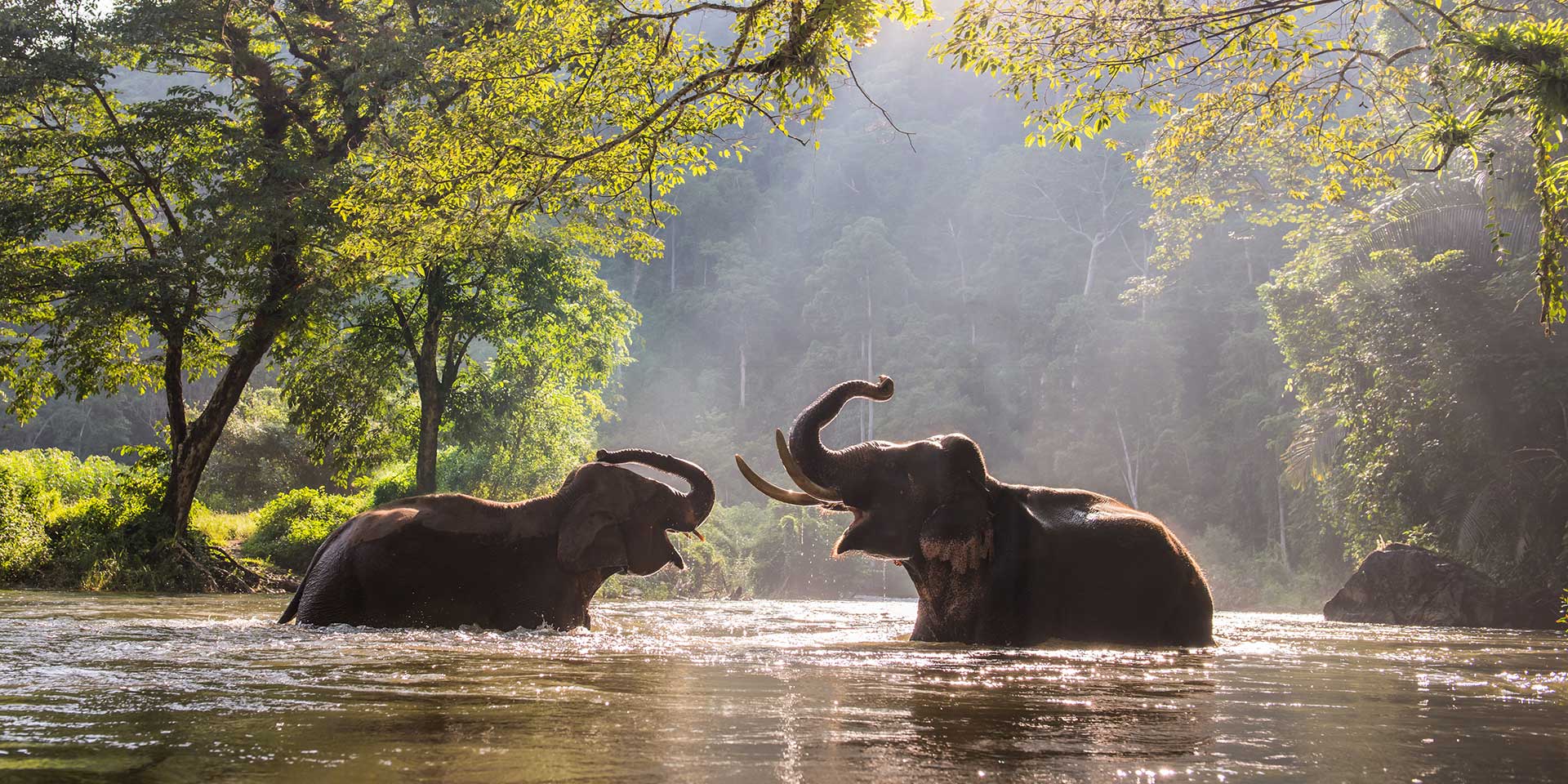 elephants playing in water