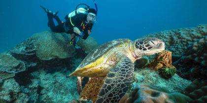 scuba diver and an hawksbill turtle sleeping on a reef