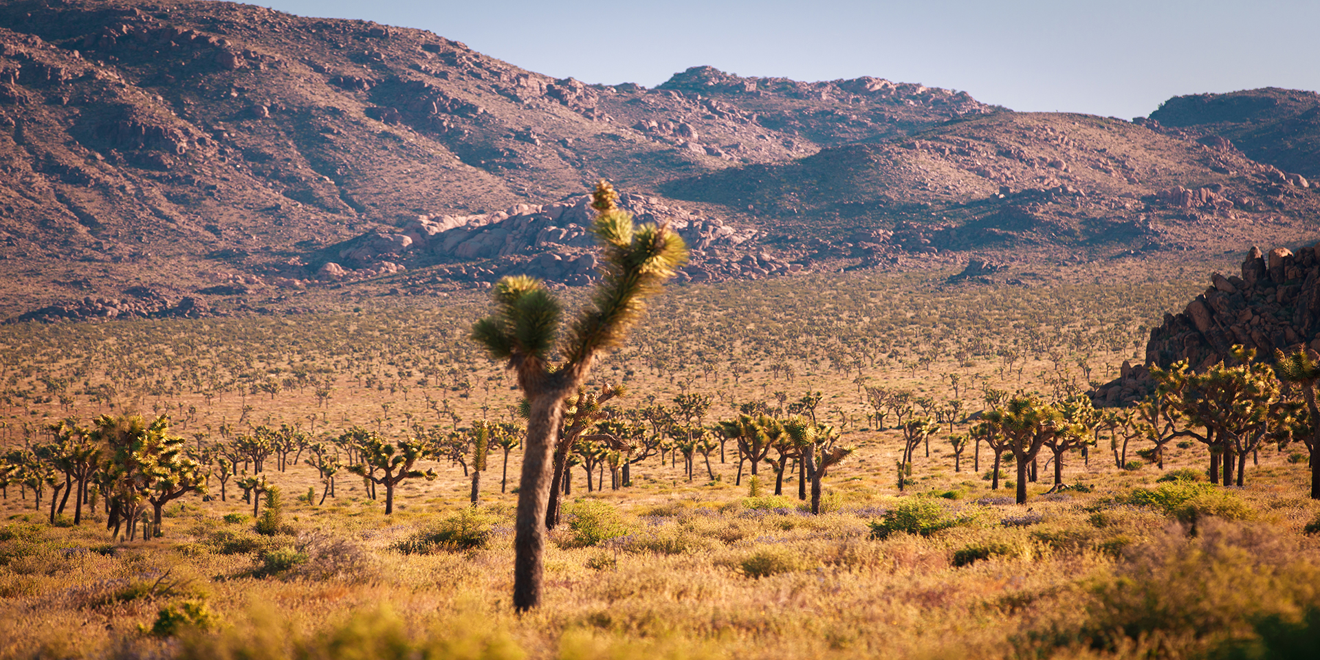 a field of joshua trees in the park